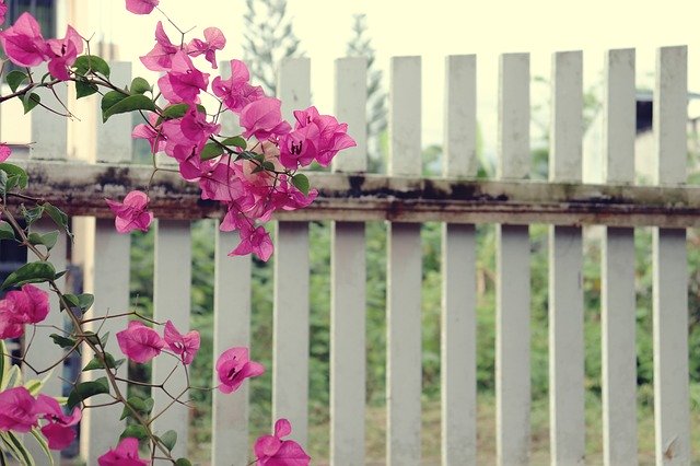 Free download Flowers Bougainvillea Fence -  free photo or picture to be edited with GIMP online image editor