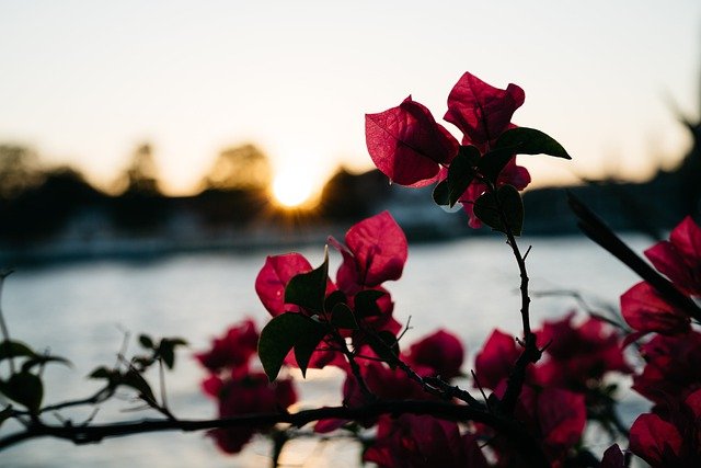 Free download flowers bougainvillea nature free picture to be edited with GIMP free online image editor