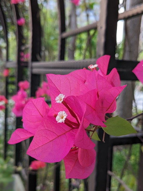 Free download flowers bougainvillea pink flowers free picture to be edited with GIMP free online image editor