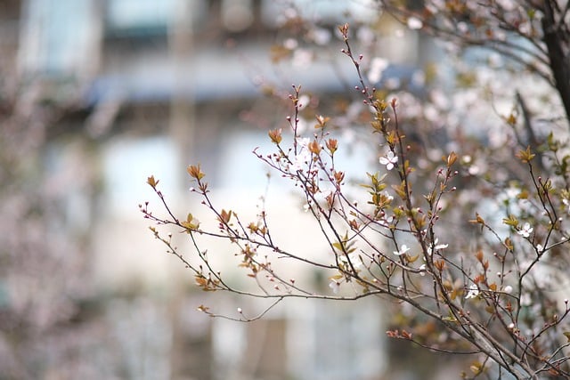 Free download flowers branch spring in full bloom free picture to be edited with GIMP free online image editor