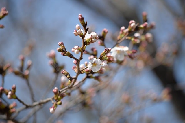 Free download flowers branch tree bloom petals free picture to be edited with GIMP free online image editor