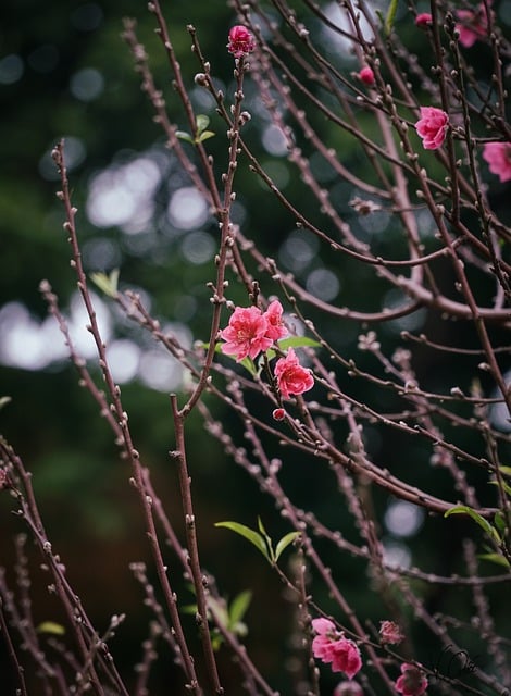 Free download flowers buds petals branches bush free picture to be edited with GIMP free online image editor