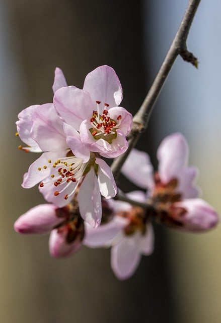 Free download flowers buds petals flowering free picture to be edited with GIMP free online image editor