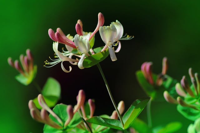 Free download flowers buds plant spring free picture to be edited with GIMP free online image editor