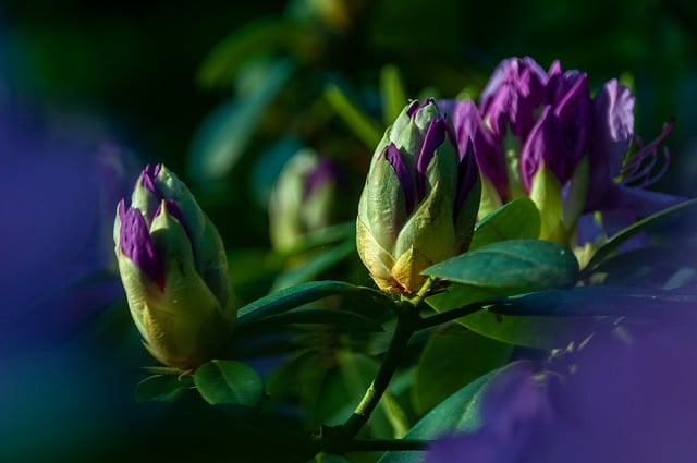 Free download flowers buds rhododendron plant free picture to be edited with GIMP free online image editor