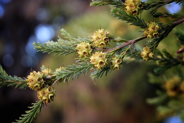 Free download flowers buds tree seed pods nature free picture to be edited with GIMP free online image editor