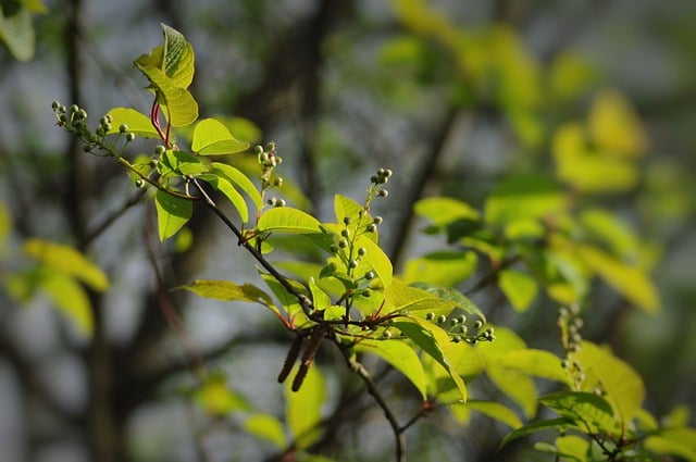 Free download flowers buds wild forest free picture to be edited with GIMP free online image editor