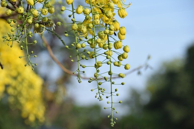 Free download Flowers Bud Yellow -  free photo or picture to be edited with GIMP online image editor