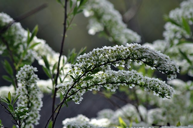 Free download flowers bush nature white garden free picture to be edited with GIMP free online image editor