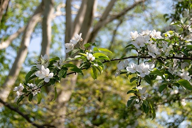 Free download Flowers Bush Plant -  free photo or picture to be edited with GIMP online image editor