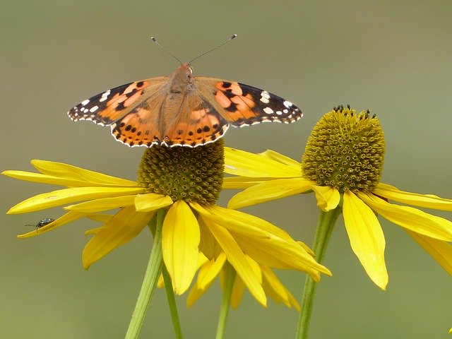 Free download Flowers Butterfly Insect -  free photo or picture to be edited with GIMP online image editor