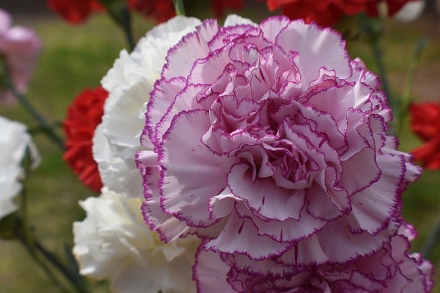 Free download flowers carnation bloom nature free picture to be edited with GIMP free online image editor