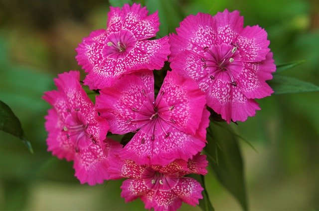 Free download Flowers Carnations Variegated Pink -  free photo or picture to be edited with GIMP online image editor