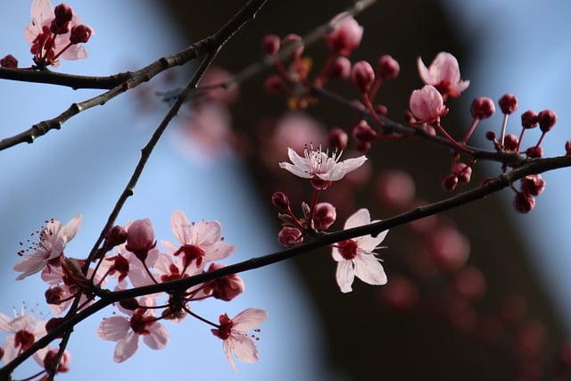 Free download flowers cherry blossom branches free picture to be edited with GIMP free online image editor