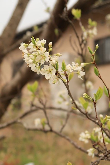 Free download Flowers Cherry Blossoms White -  free photo or picture to be edited with GIMP online image editor