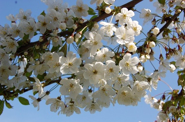 Téléchargement gratuit de Flowers Cherry Spring - photo ou image gratuite à éditer avec l'éditeur d'images en ligne GIMP