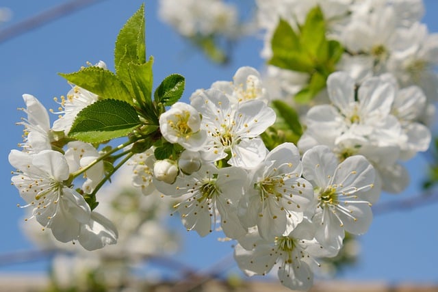 Free download Flowers Cherry Tree Blossom free photo template to be edited with GIMP online image editor