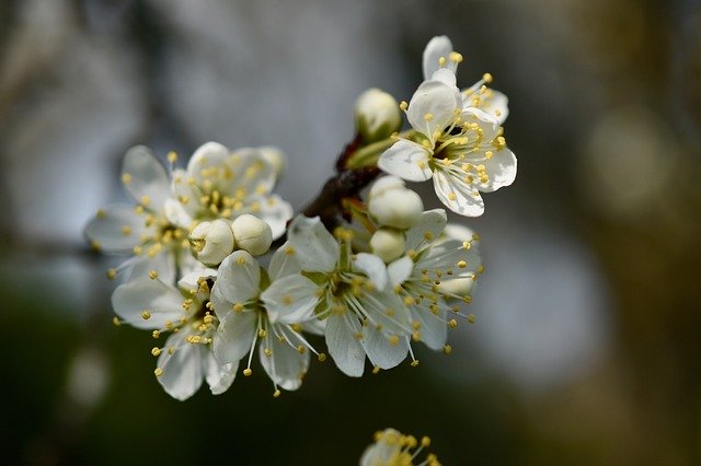 Free download Flowers Cherry White Spring -  free photo or picture to be edited with GIMP online image editor