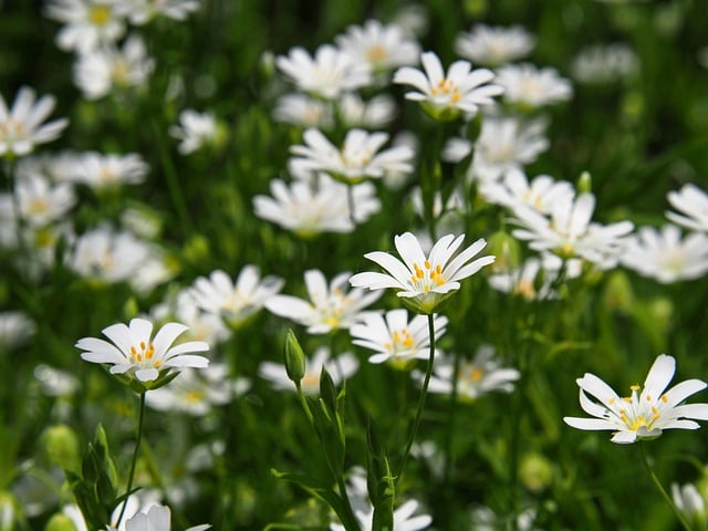 Free download flowers chickweed field nature free picture to be edited with GIMP free online image editor