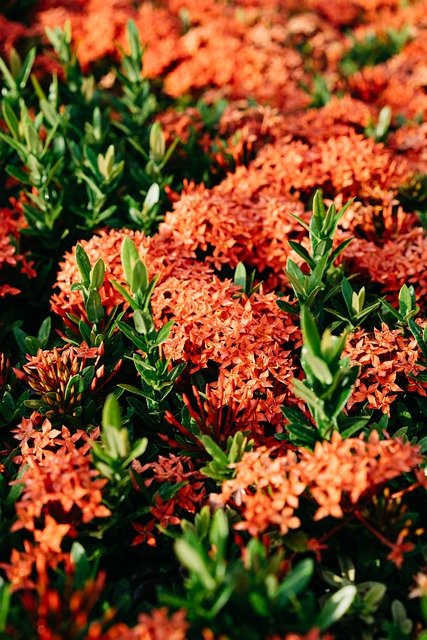 Free download flowers chinese ixora bloom botany free picture to be edited with GIMP free online image editor