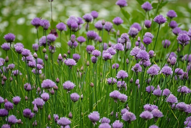 Free download flowers chives herbs spice violet free picture to be edited with GIMP free online image editor