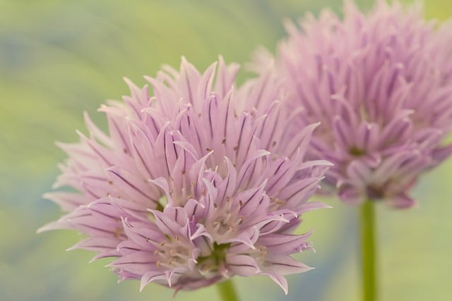 Free download flowers chives lila nature flora free picture to be edited with GIMP free online image editor