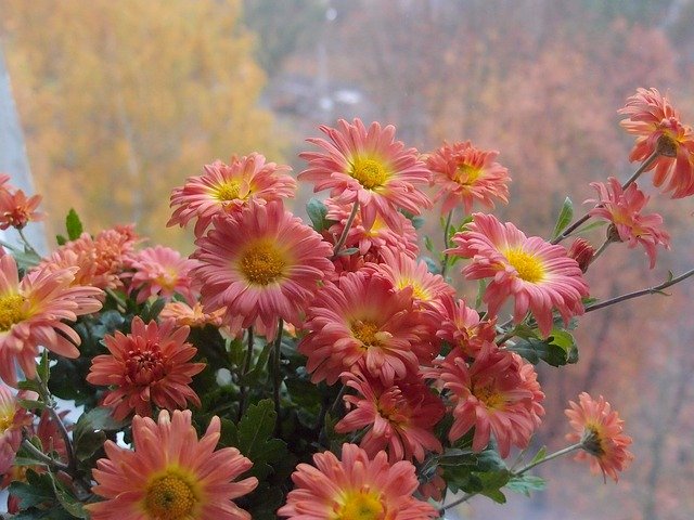 Free download Flowers Chrysanthemum Window -  free photo or picture to be edited with GIMP online image editor