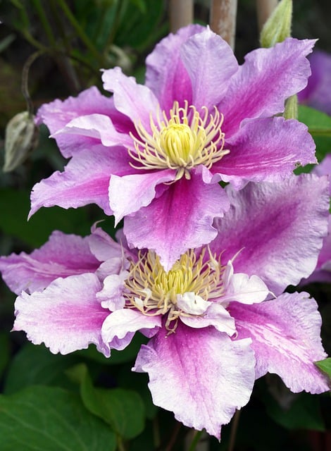 Free download flowers clematis purple flowers free picture to be edited with GIMP free online image editor