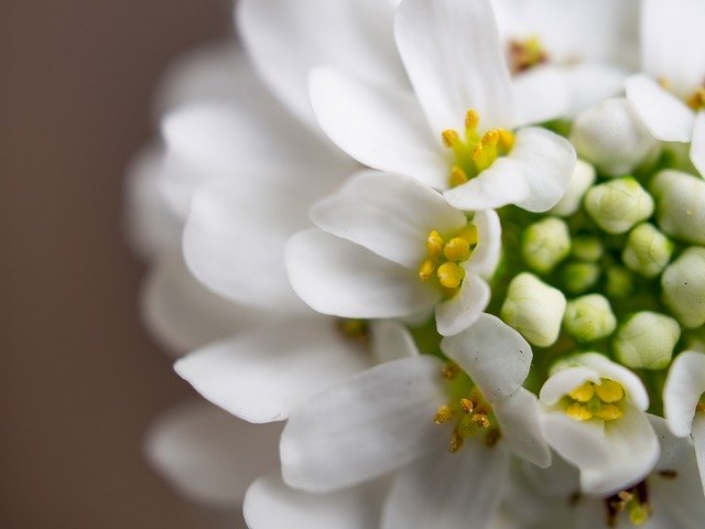 Free download Flowers Close Up White -  free photo or picture to be edited with GIMP online image editor