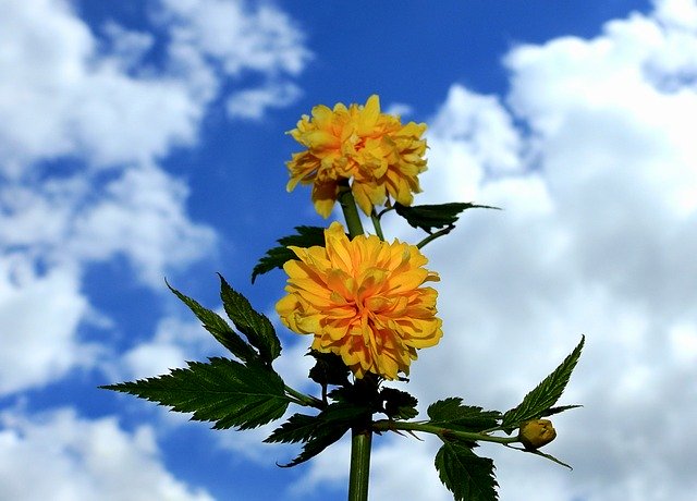 Téléchargement gratuit de Flowers Clouds Sky - photo ou image gratuite à éditer avec l'éditeur d'images en ligne GIMP