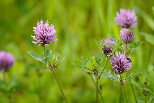 Free download flowers clovers meadow wildlife free picture to be edited with GIMP free online image editor