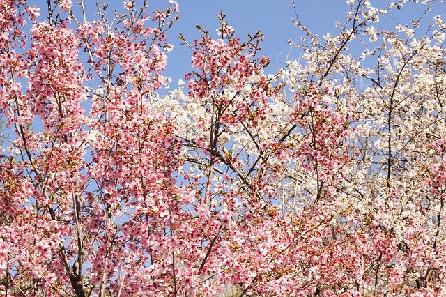 Free download Flowers Clusters Pink Branches -  free photo or picture to be edited with GIMP online image editor