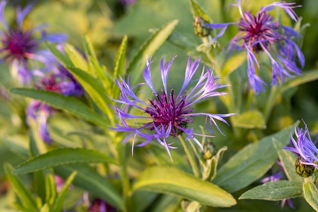 Téléchargement gratuit d'une image gratuite de fleurs de maïs, de fleurs de montagne, de bluet, à modifier avec l'éditeur d'images en ligne gratuit GIMP