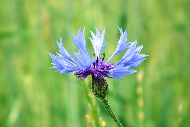 Free download flowers cornflowers botany bloom free picture to be edited with GIMP free online image editor