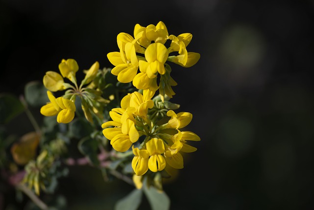 Free download flowers coronilla valentina nature free picture to be edited with GIMP free online image editor