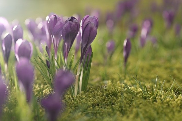 Free download flowers crocus bloom spring free picture to be edited with GIMP free online image editor