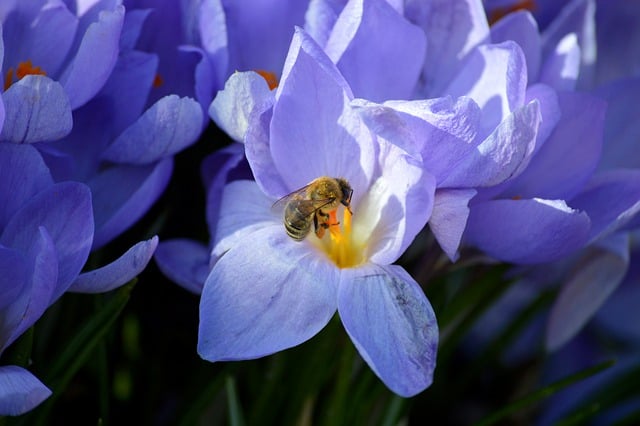 Free download flowers crocuses bee insect free picture to be edited with GIMP free online image editor