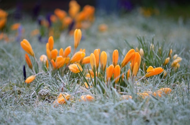 Free download flowers crocuses blossoms frost free picture to be edited with GIMP free online image editor