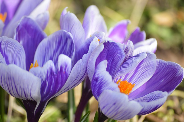 Free download flowers crocuses blossoms pollen free picture to be edited with GIMP free online image editor