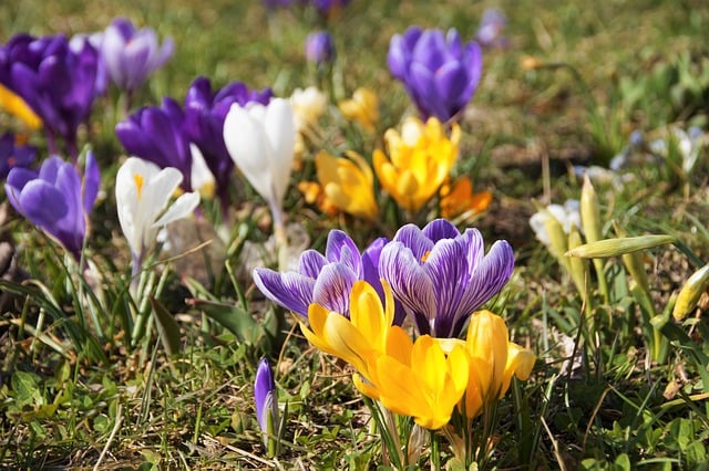 Free download flowers crocuses botany bloom free picture to be edited with GIMP free online image editor