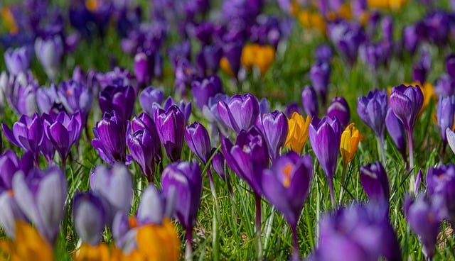 Free download flowers crocuses flower meadow free picture to be edited with GIMP free online image editor