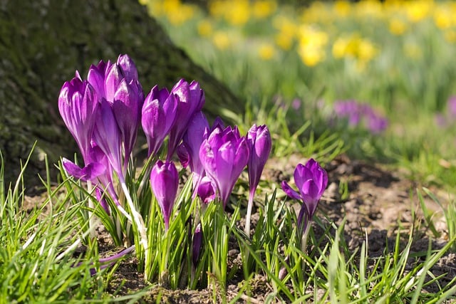 Free download flowers crocuses grass petals free picture to be edited with GIMP free online image editor