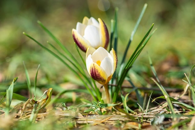 Free download flowers crocuses petals blossom free picture to be edited with GIMP free online image editor