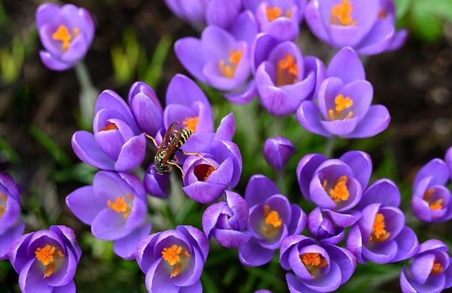 Free download flowers crocuses petals wasp free picture to be edited with GIMP free online image editor