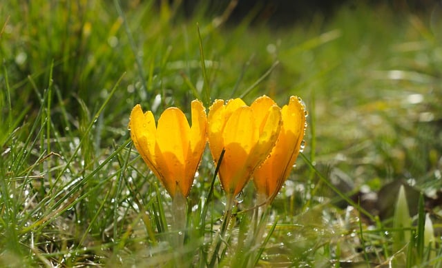 Free download flowers crocuses spring yellow free picture to be edited with GIMP free online image editor