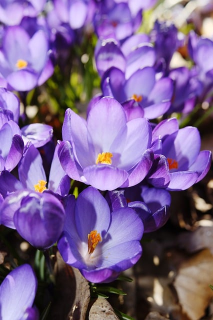 Free download flowers crocus purple spring free picture to be edited with GIMP free online image editor