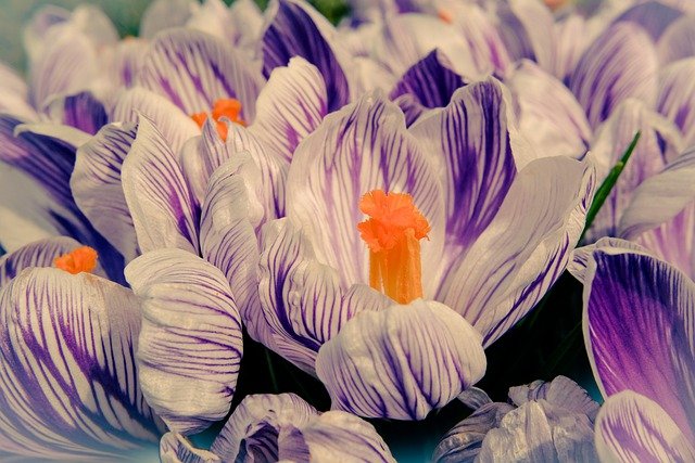 Free download flowers crocus spring blossom free picture to be edited with GIMP free online image editor