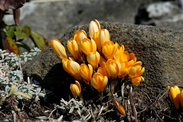 Free download flowers crocus spring nature free picture to be edited with GIMP free online image editor