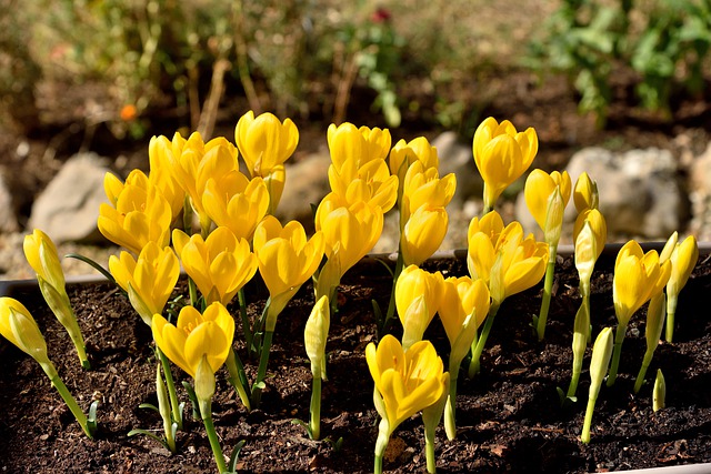 Free download flowers crocus yellow crocus free picture to be edited with GIMP free online image editor