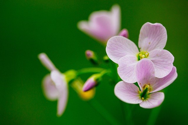 Free download flowers cuckoo flower bloom botany free picture to be edited with GIMP free online image editor